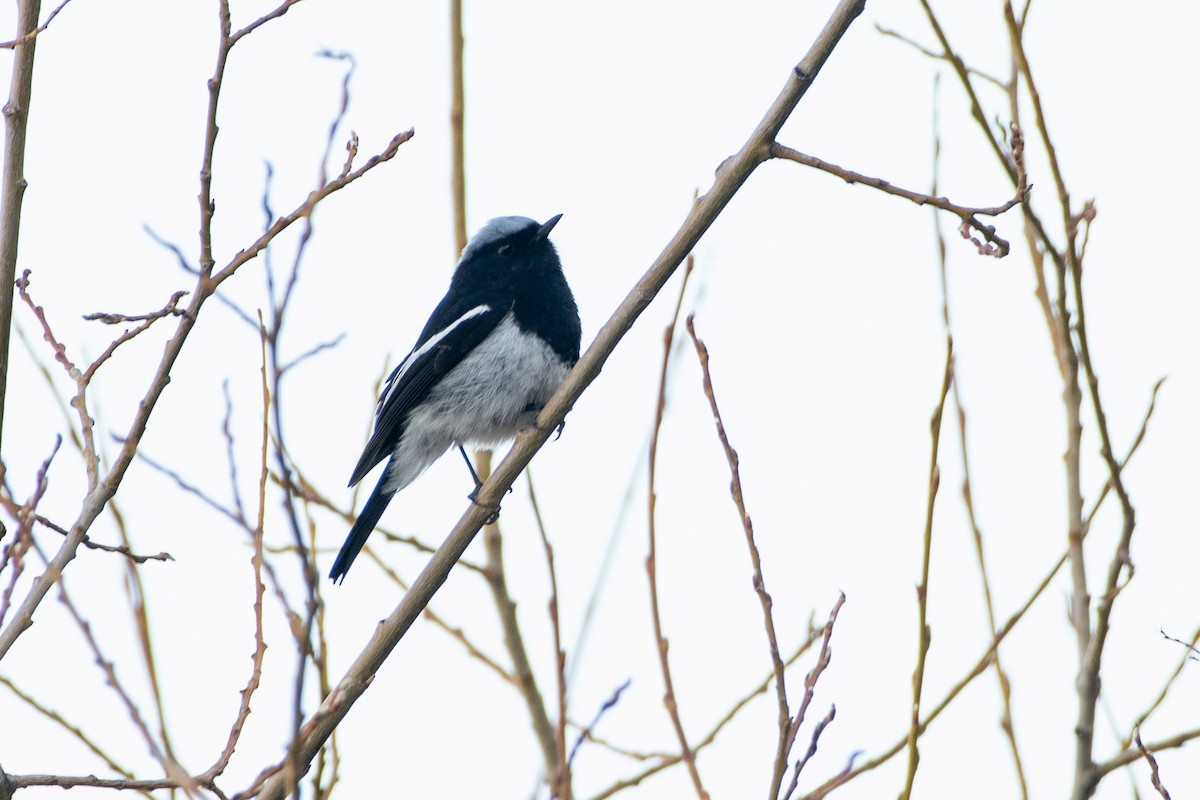 Blue-capped Redstart - Grigory Evtukh