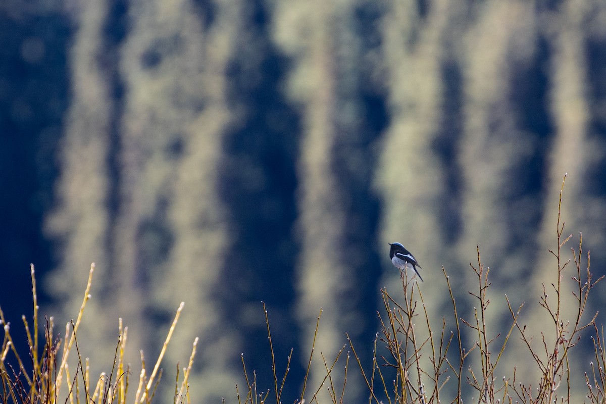 Blue-capped Redstart - ML620672228