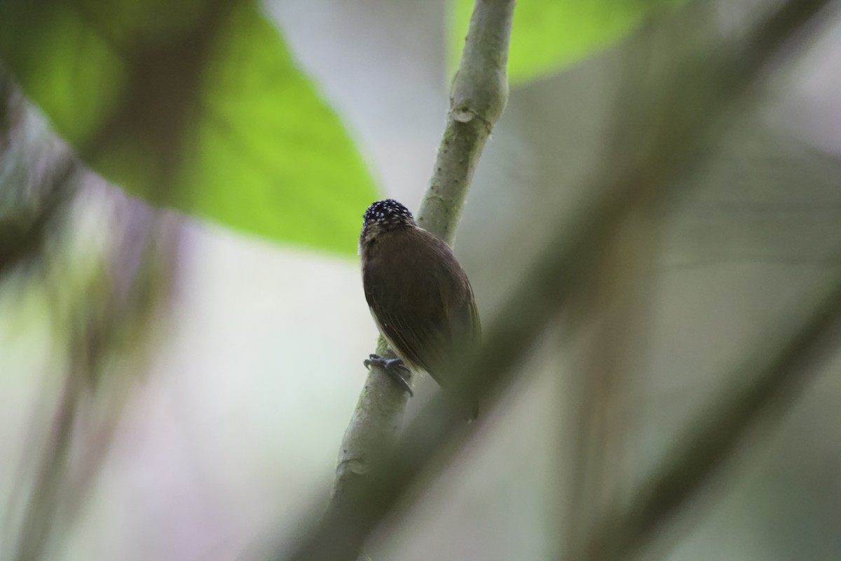 Olivaceous Piculet - ML620672230