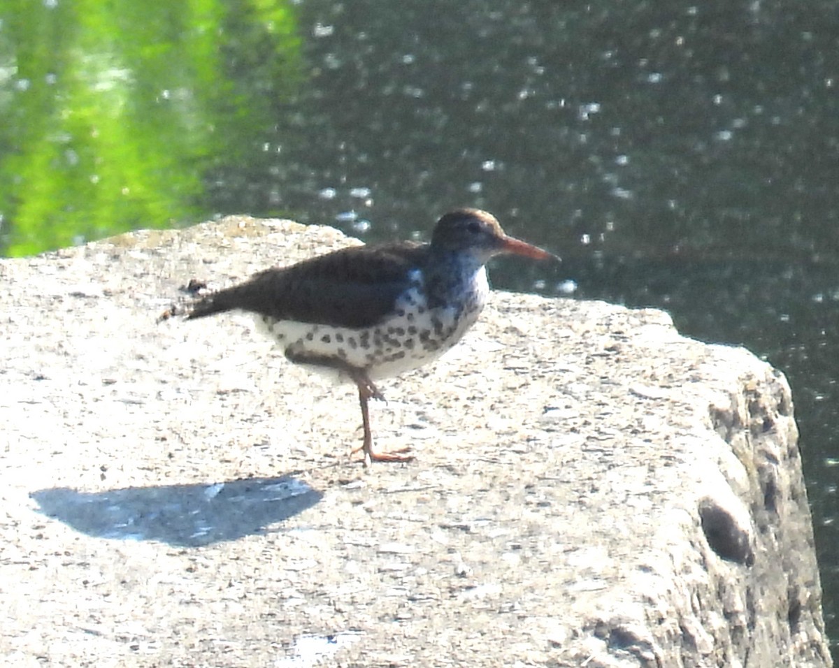 Spotted Sandpiper - ML620672231