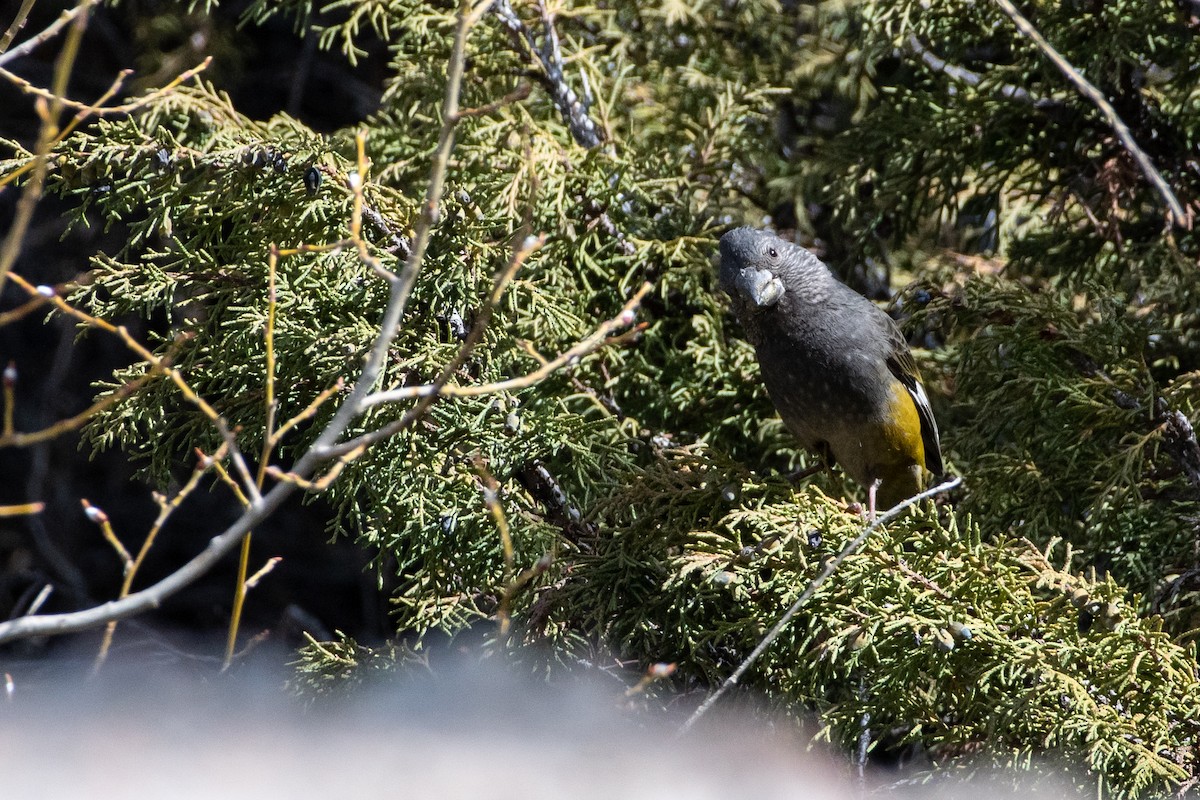 White-winged Grosbeak - ML620672249