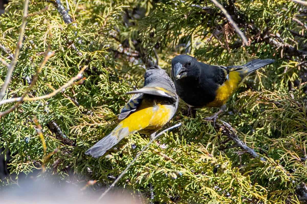 White-winged Grosbeak - ML620672250