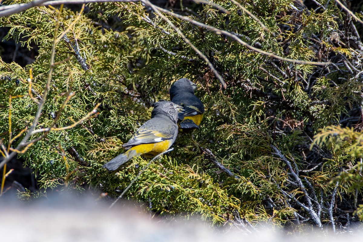 White-winged Grosbeak - ML620672251