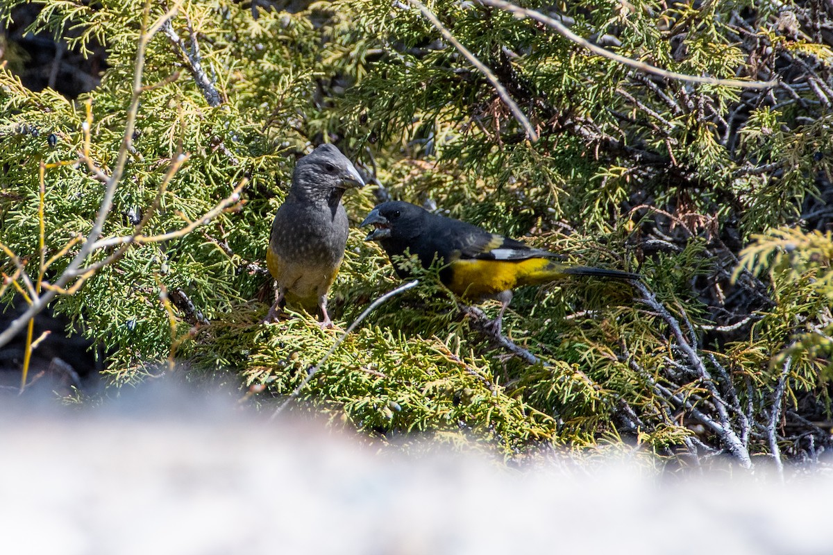 White-winged Grosbeak - ML620672252