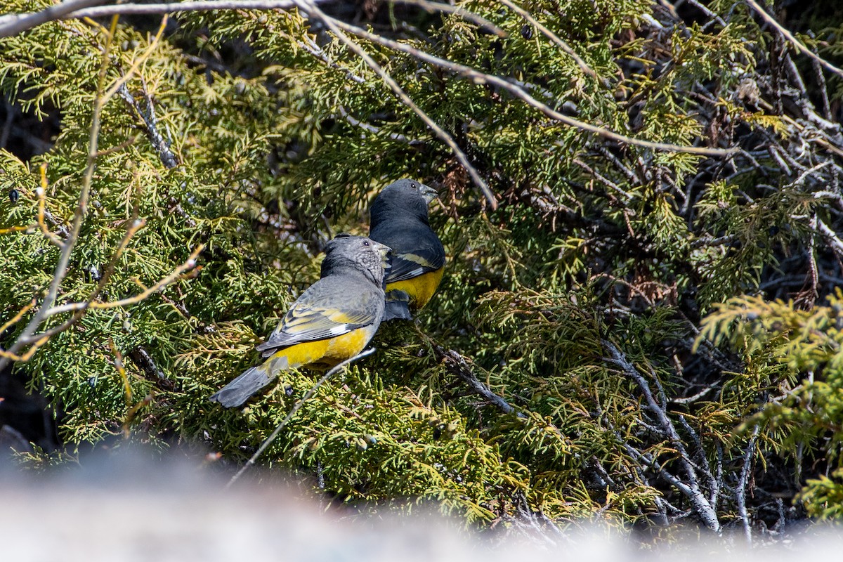 White-winged Grosbeak - ML620672253