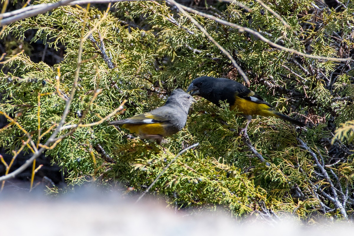 White-winged Grosbeak - Grigory Evtukh