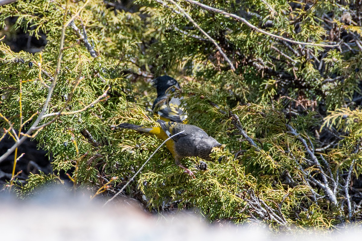 White-winged Grosbeak - ML620672255