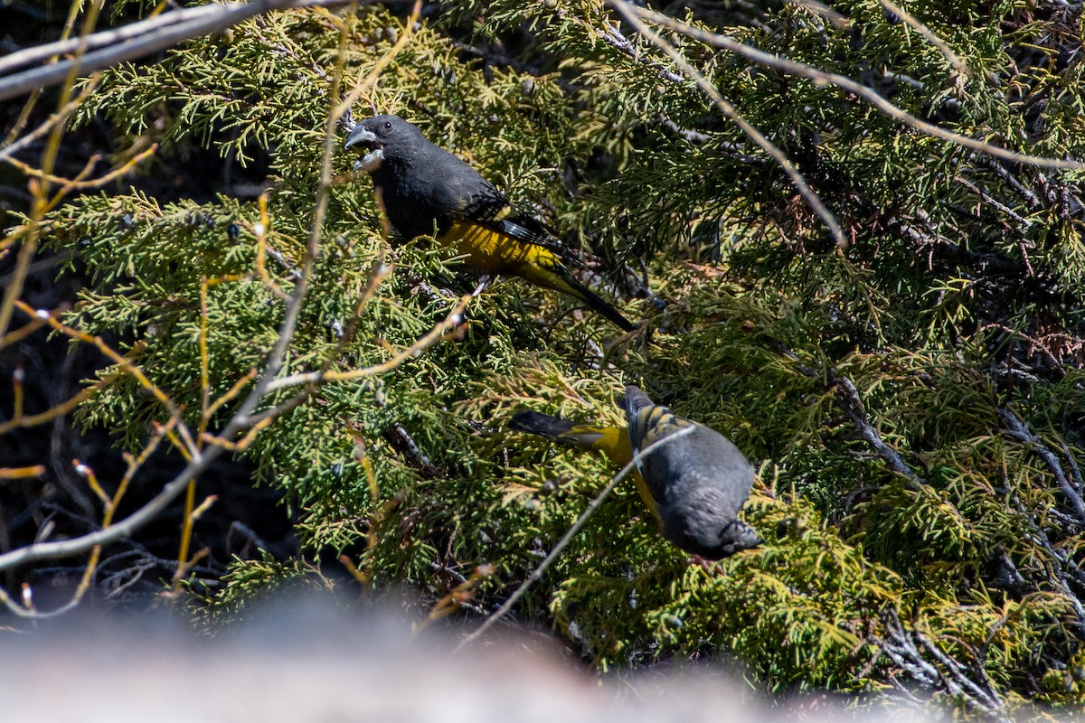 White-winged Grosbeak - ML620672261