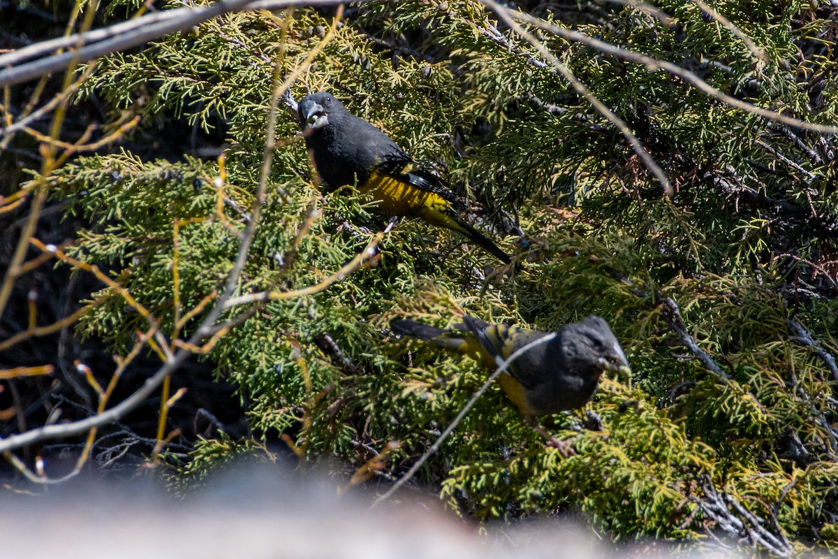 White-winged Grosbeak - ML620672262