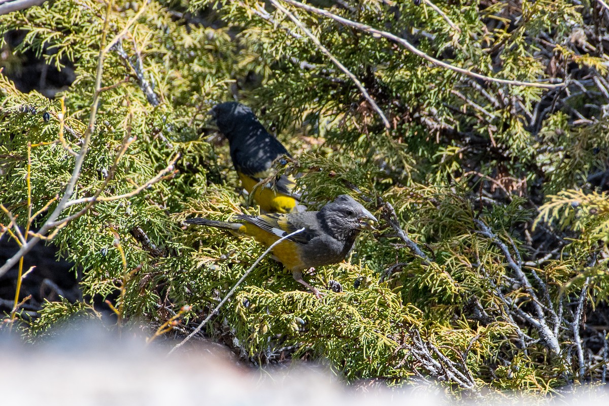 White-winged Grosbeak - ML620672265