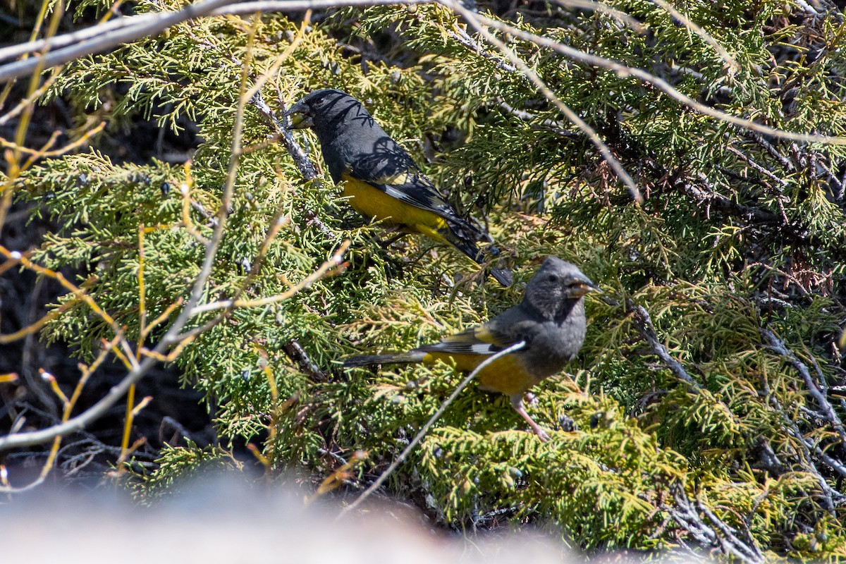 White-winged Grosbeak - ML620672266