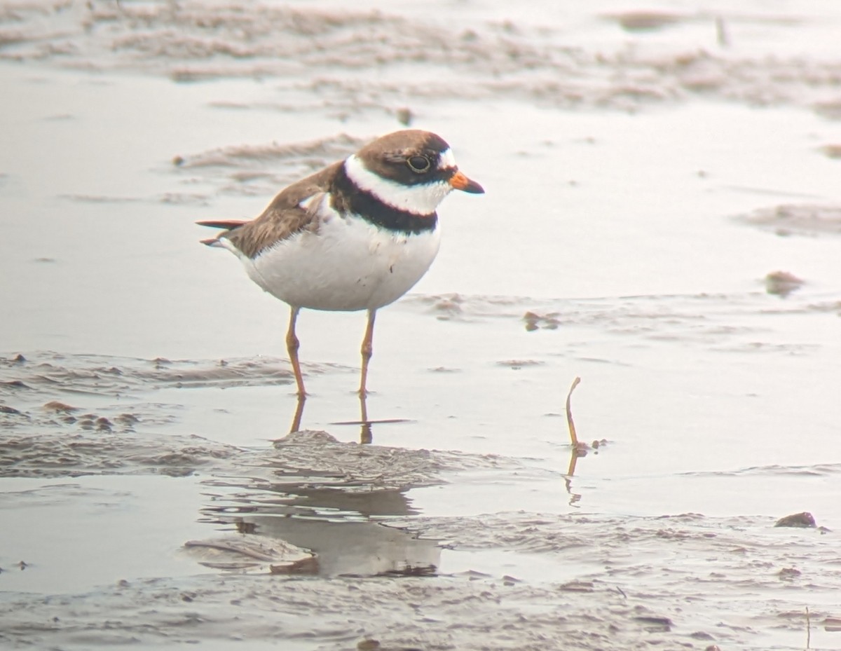 Semipalmated Plover - ML620672268