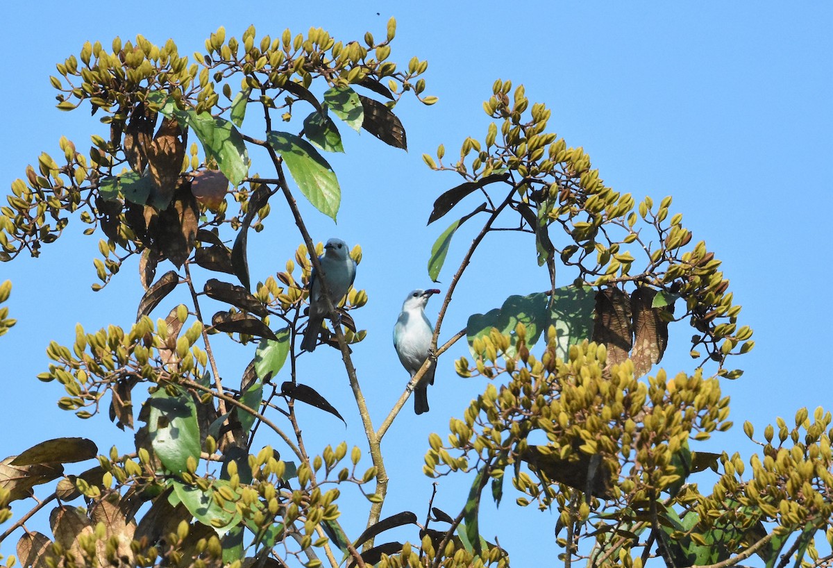 Blue-gray Tanager - ML620672270