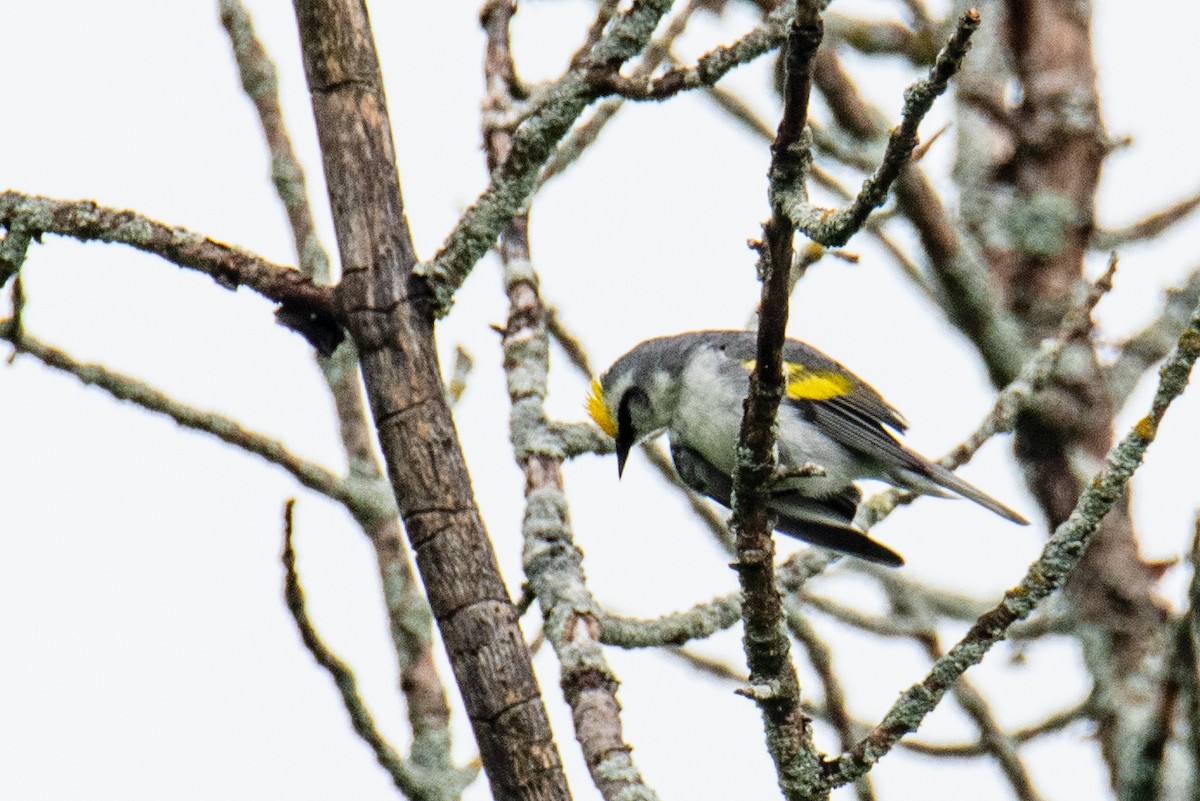 Brewster's Warbler (hybrid) - ML620672271