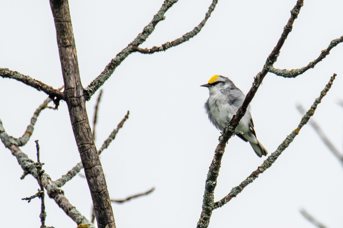 Brewster's Warbler (hybrid) - ML620672272