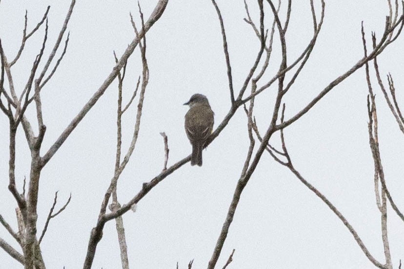 Tropical Kingbird - ML620672274