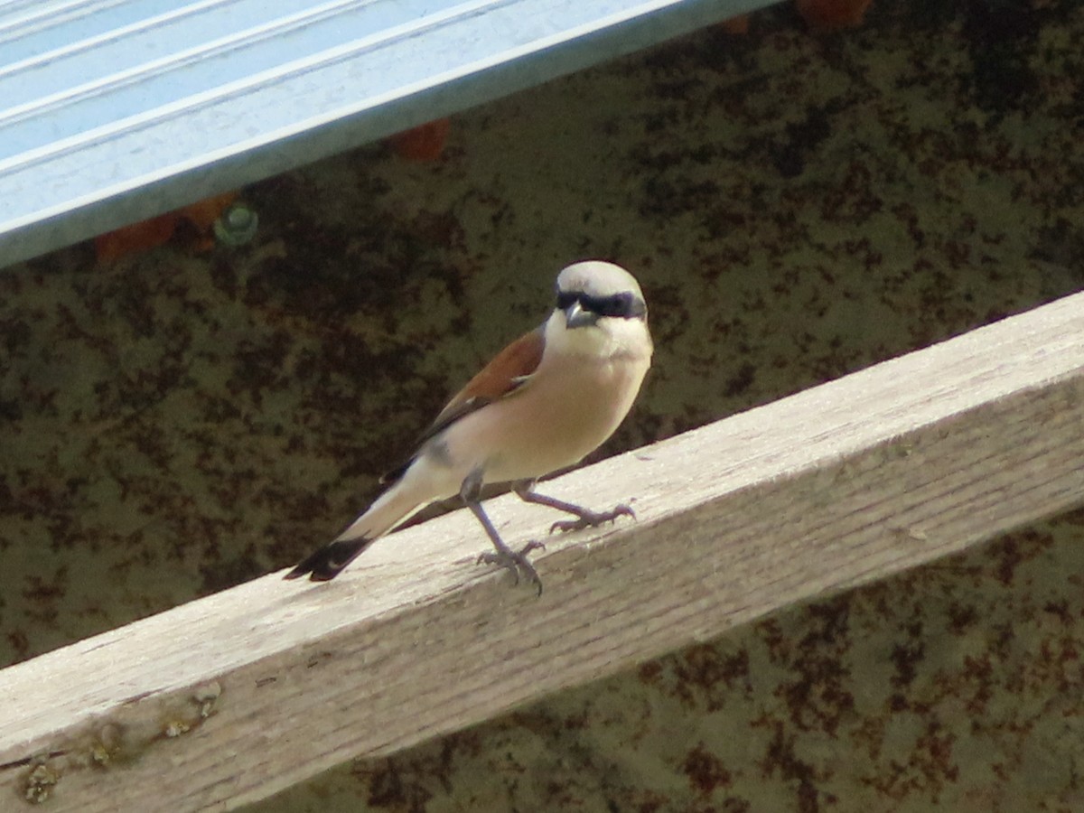 Red-backed Shrike - ML620672275