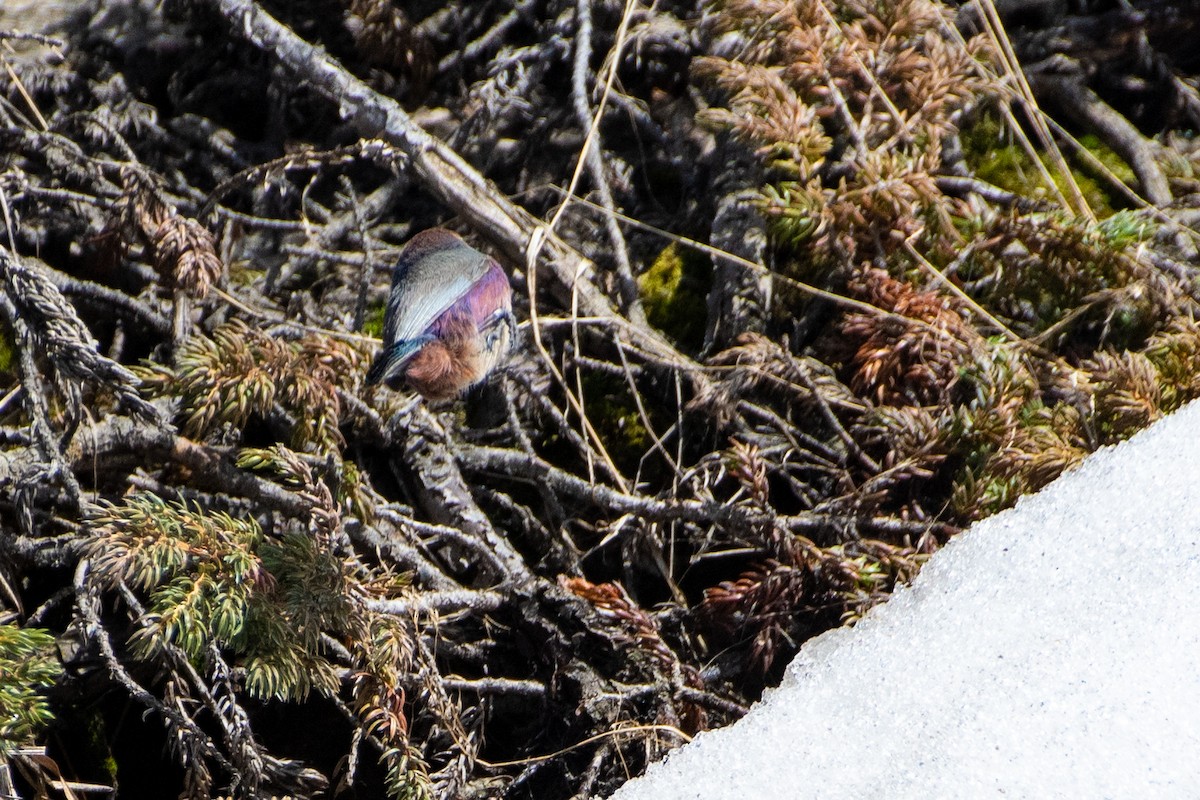 White-browed Tit-Warbler - ML620672278