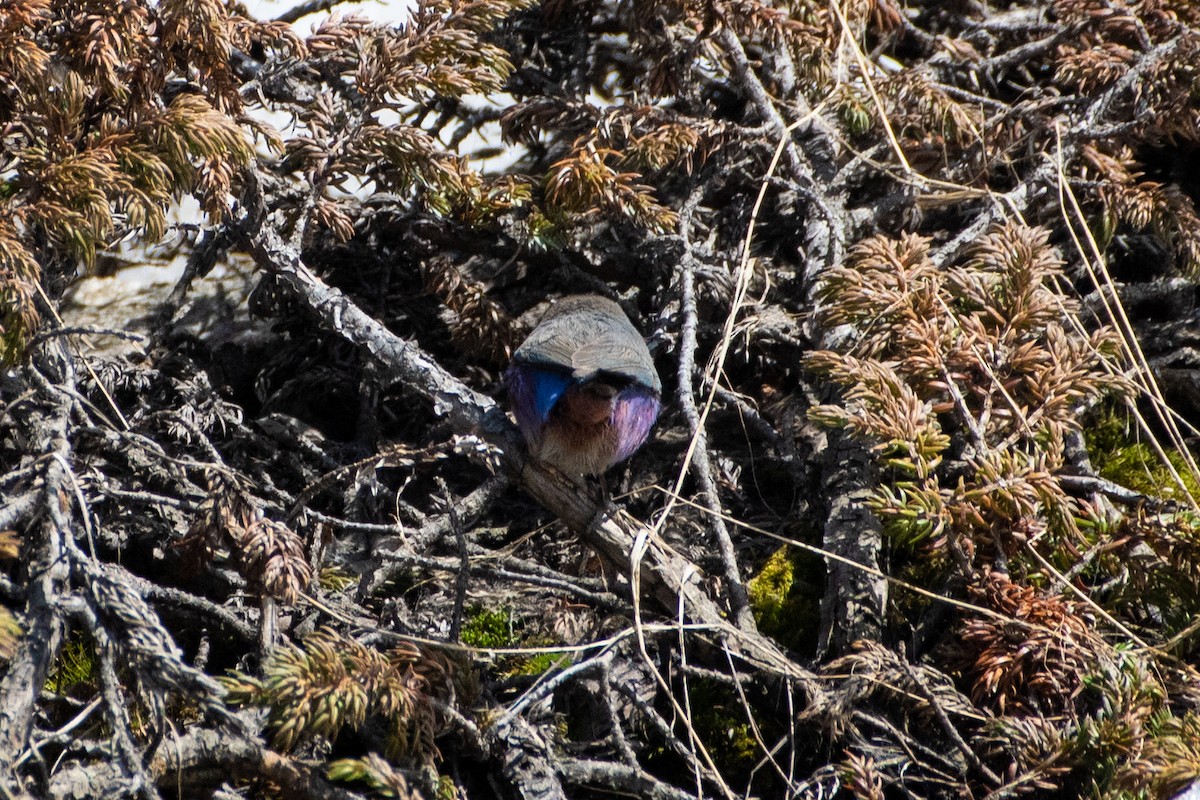 White-browed Tit-Warbler - ML620672279