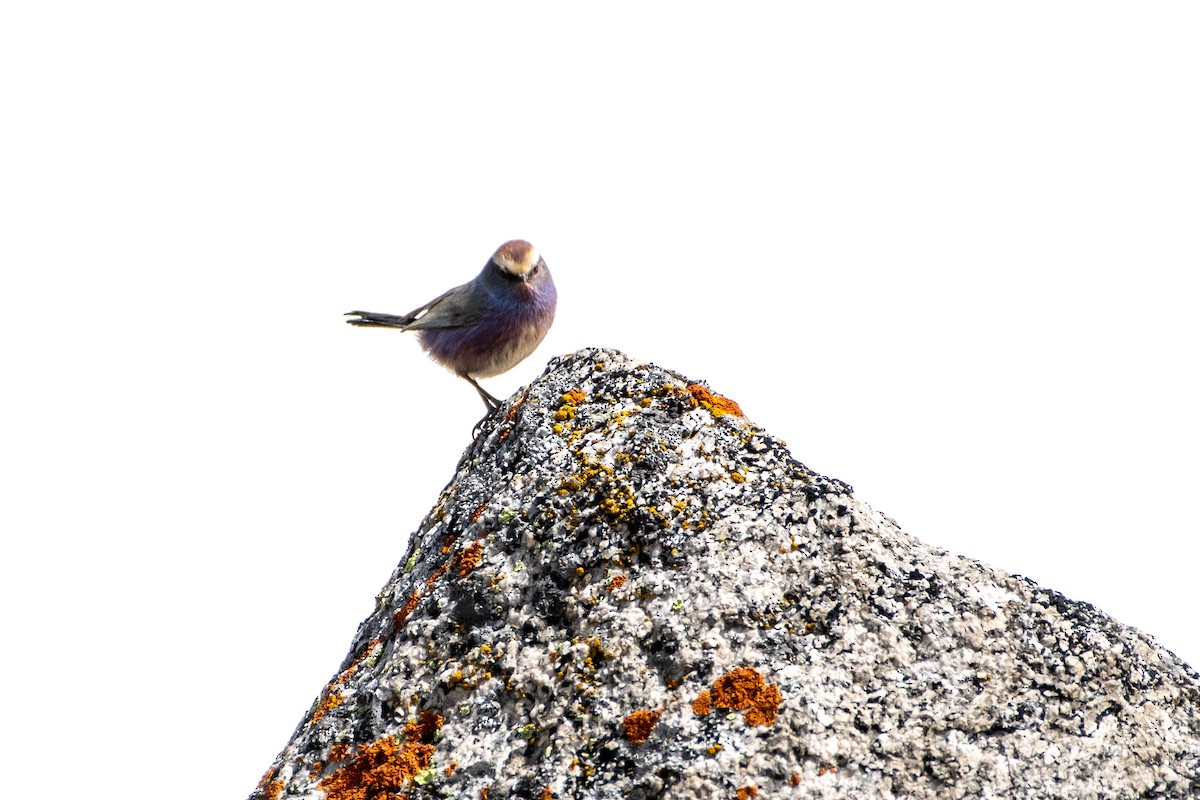 White-browed Tit-Warbler - ML620672281