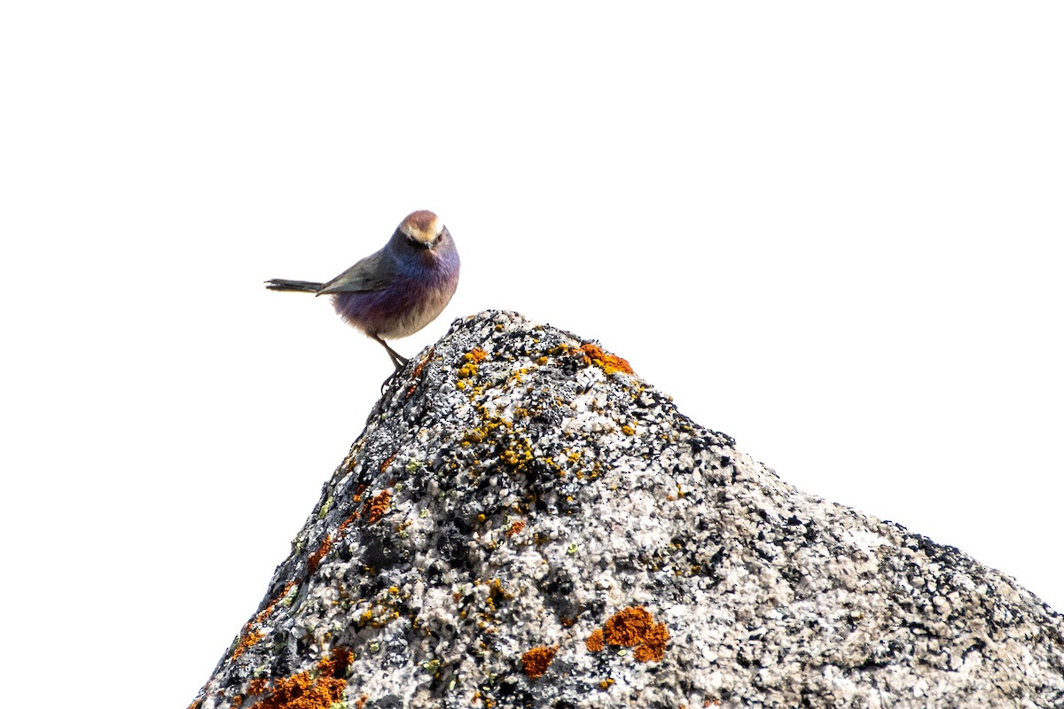 White-browed Tit-Warbler - ML620672282