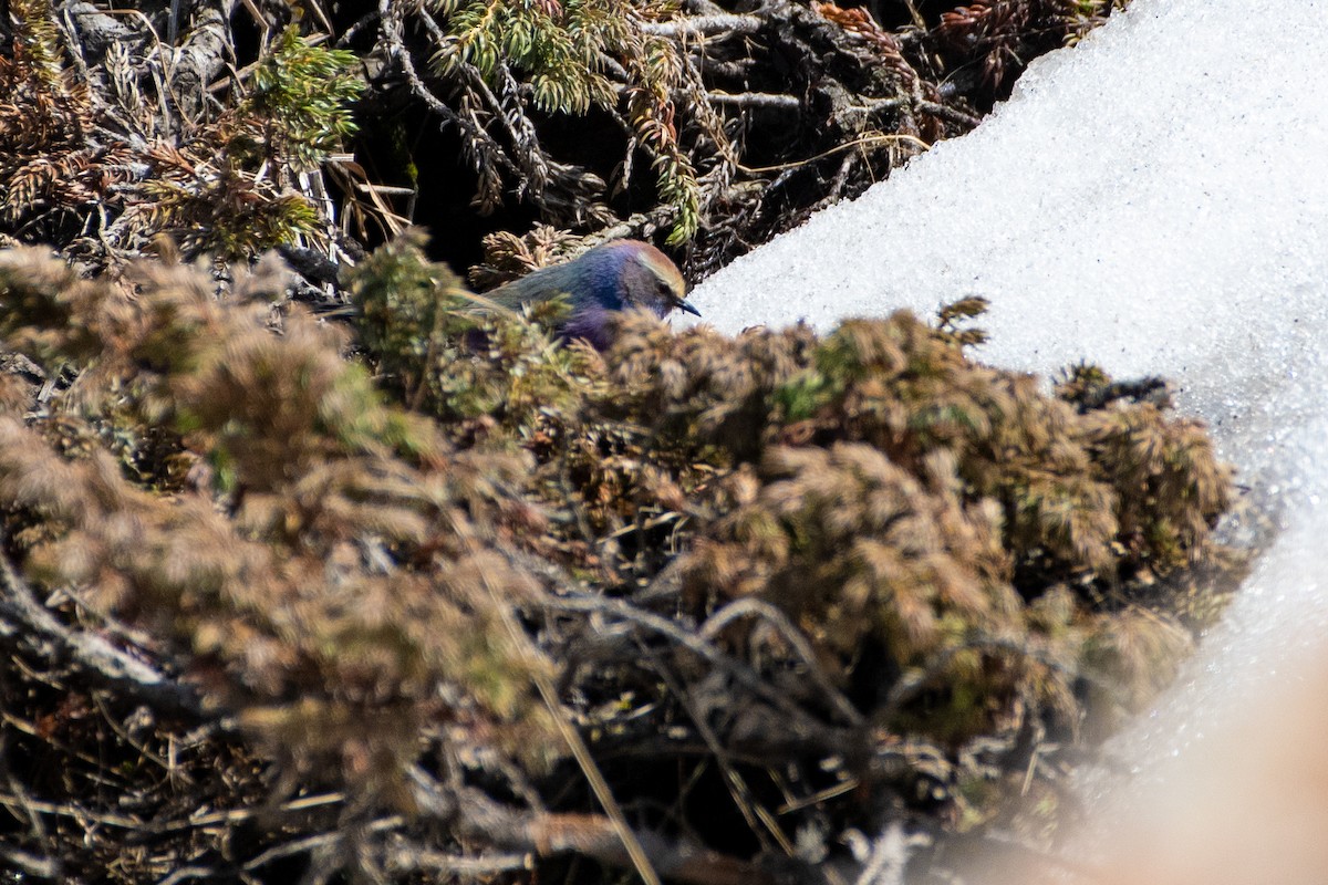 White-browed Tit-Warbler - ML620672283