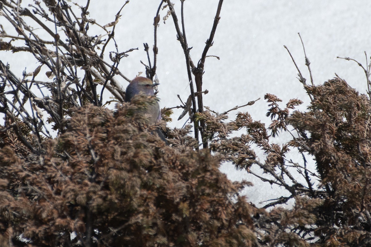 White-browed Tit-Warbler - ML620672287