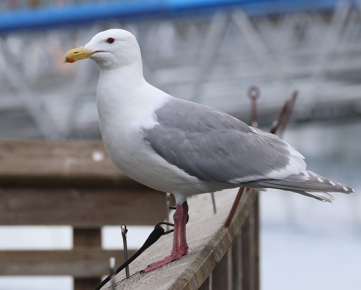 Glaucous-winged Gull - ML620672295