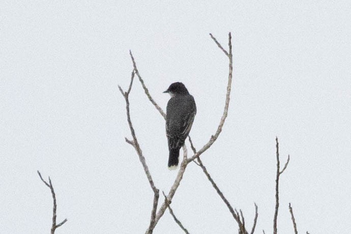 Eastern Kingbird - ML620672297