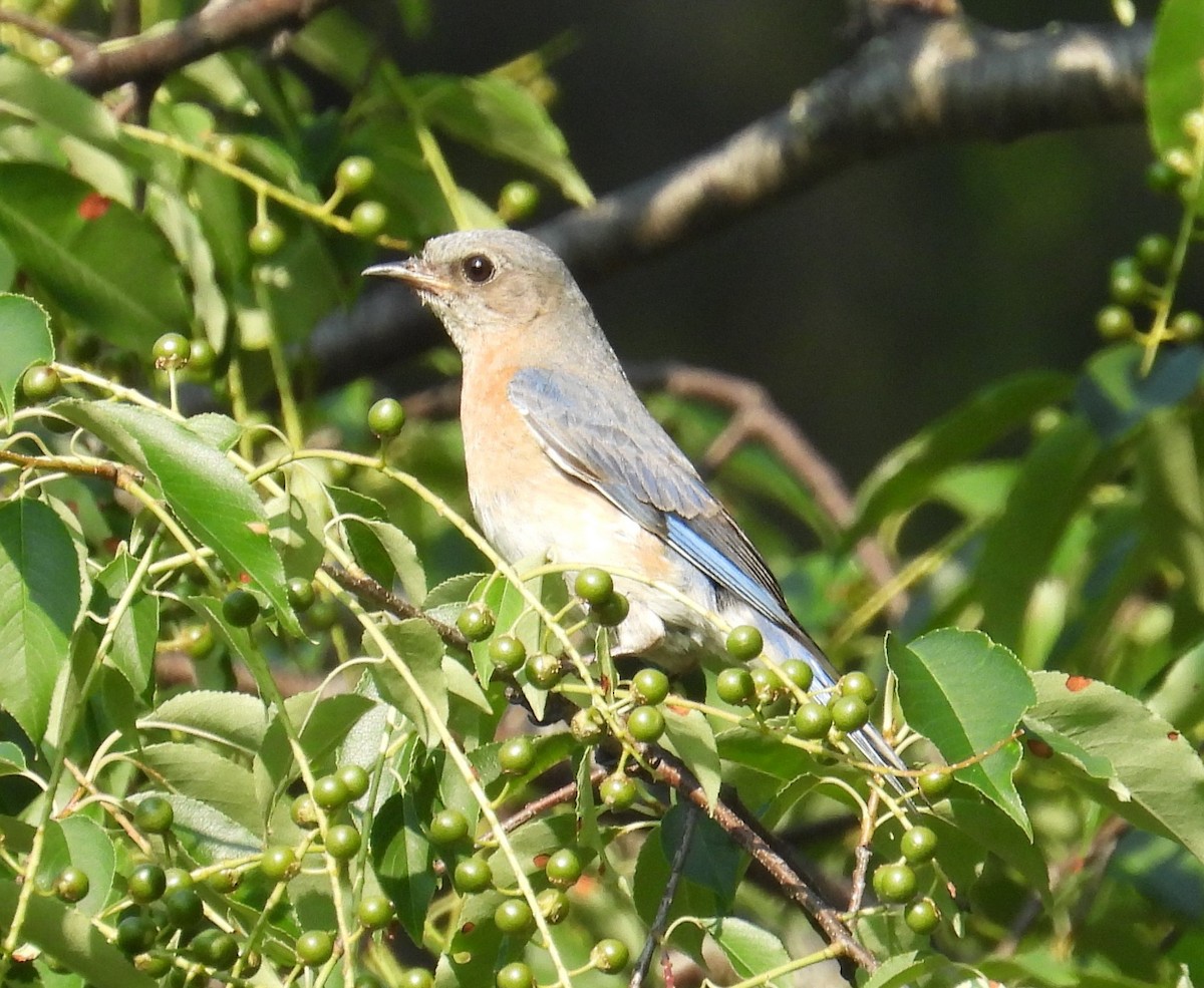 Eastern Bluebird - ML620672309