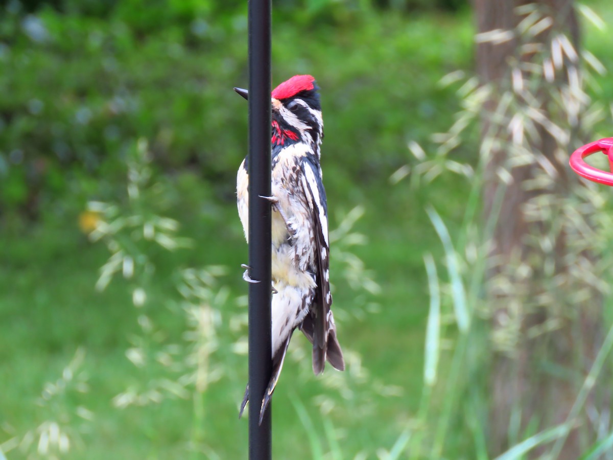 Yellow-bellied Sapsucker - ML620672311