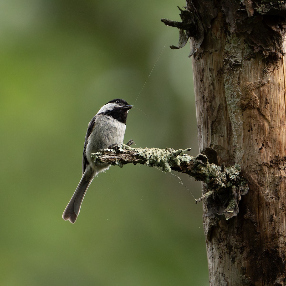 Carolina Chickadee - ML620672312