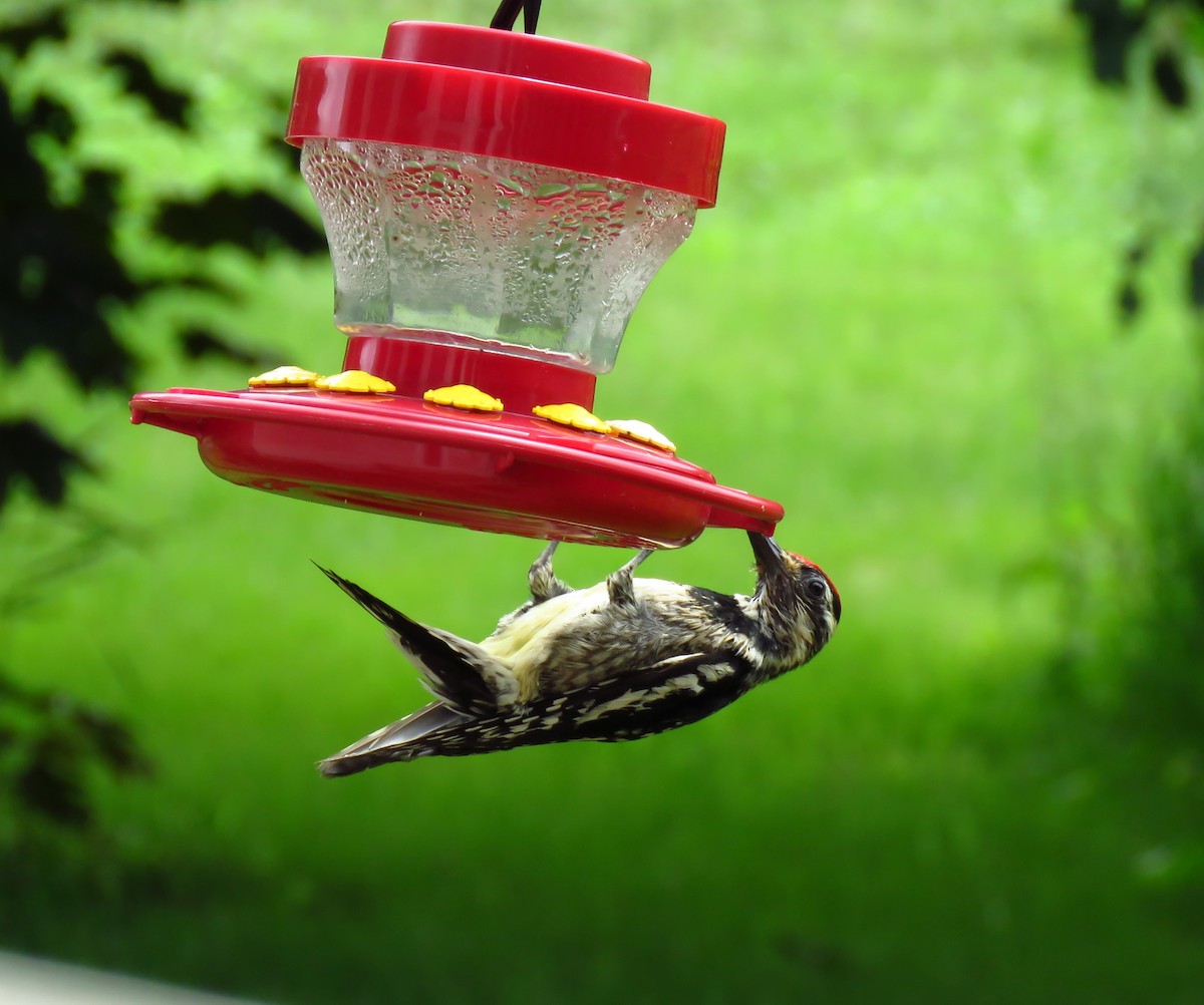 Yellow-bellied Sapsucker - ML620672313