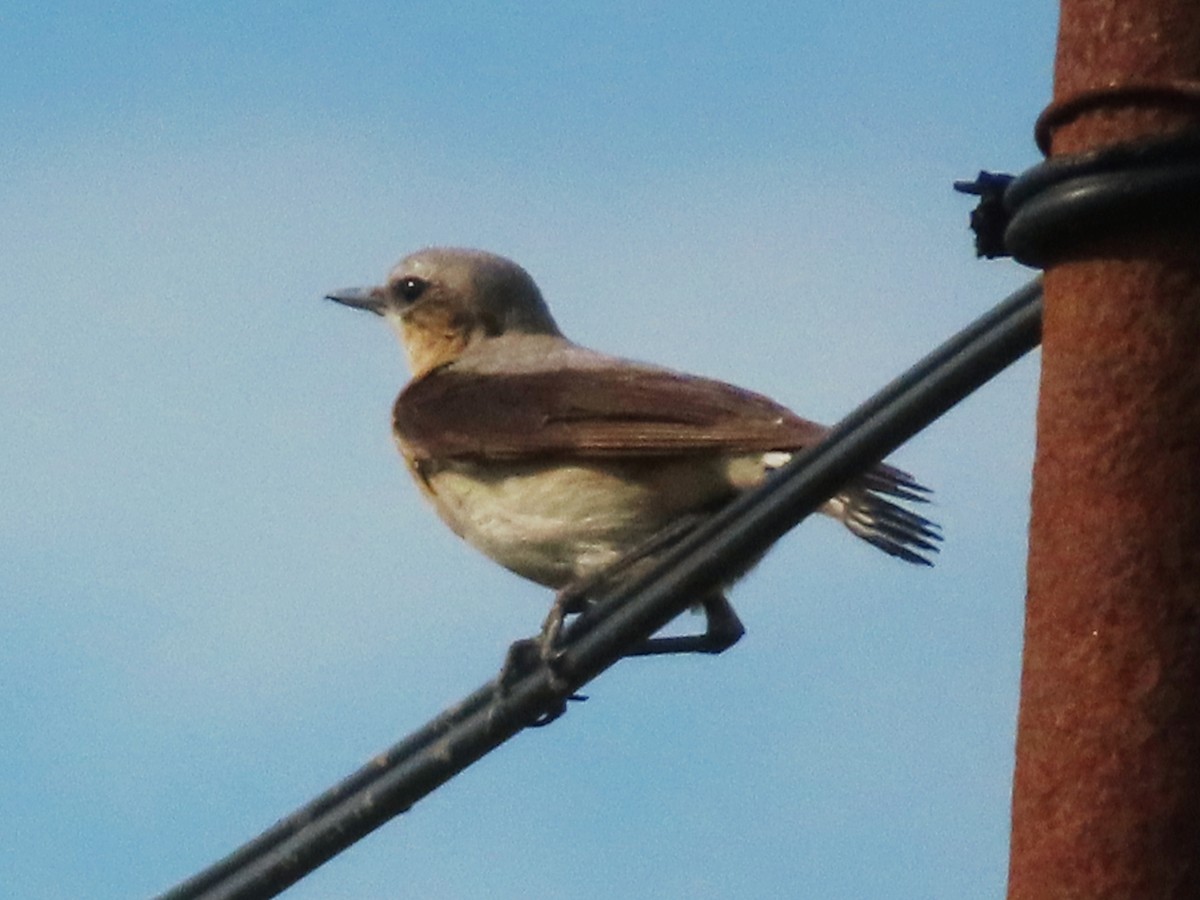 Northern Wheatear - ML620672318