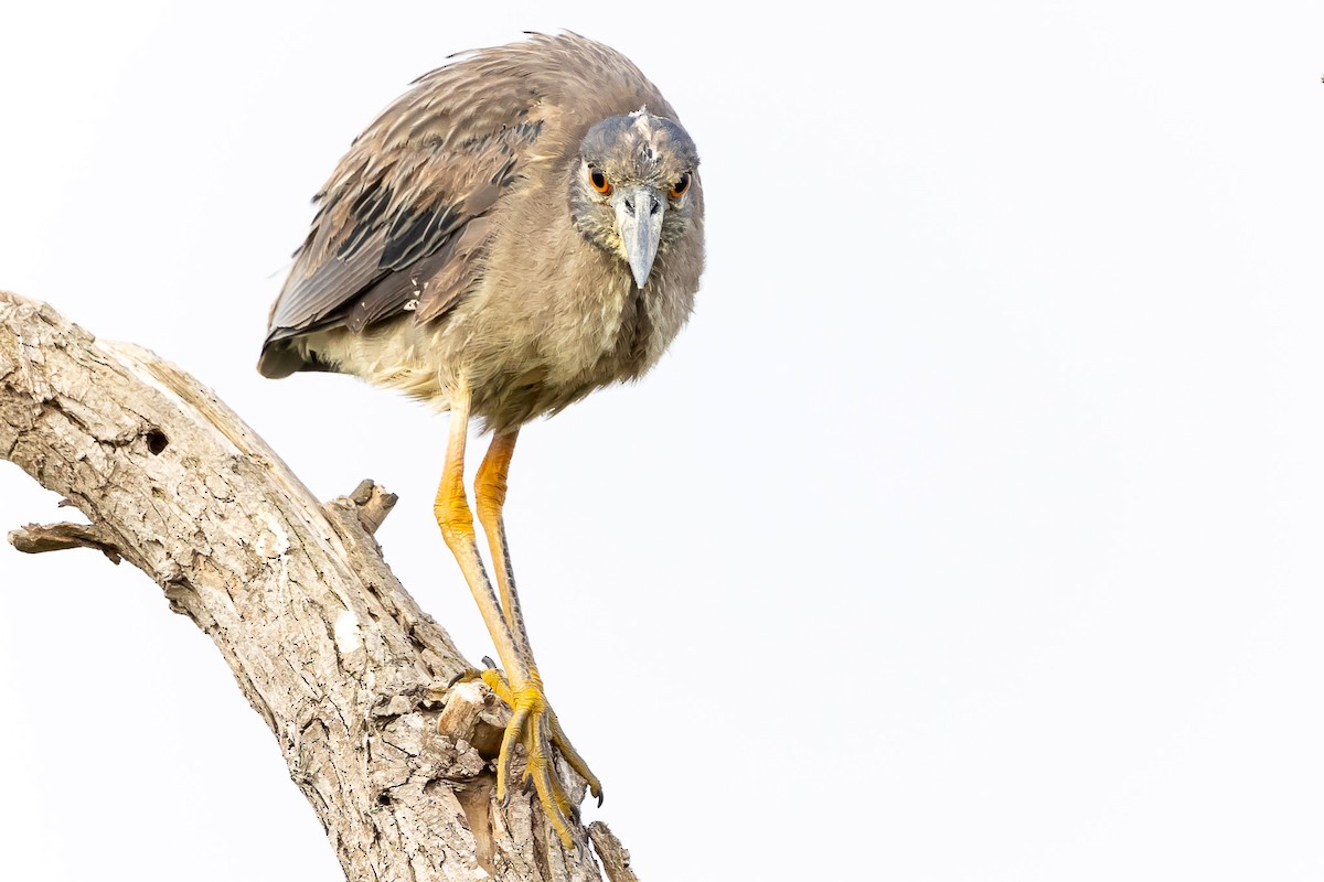 Yellow-crowned Night Heron - ML620672319