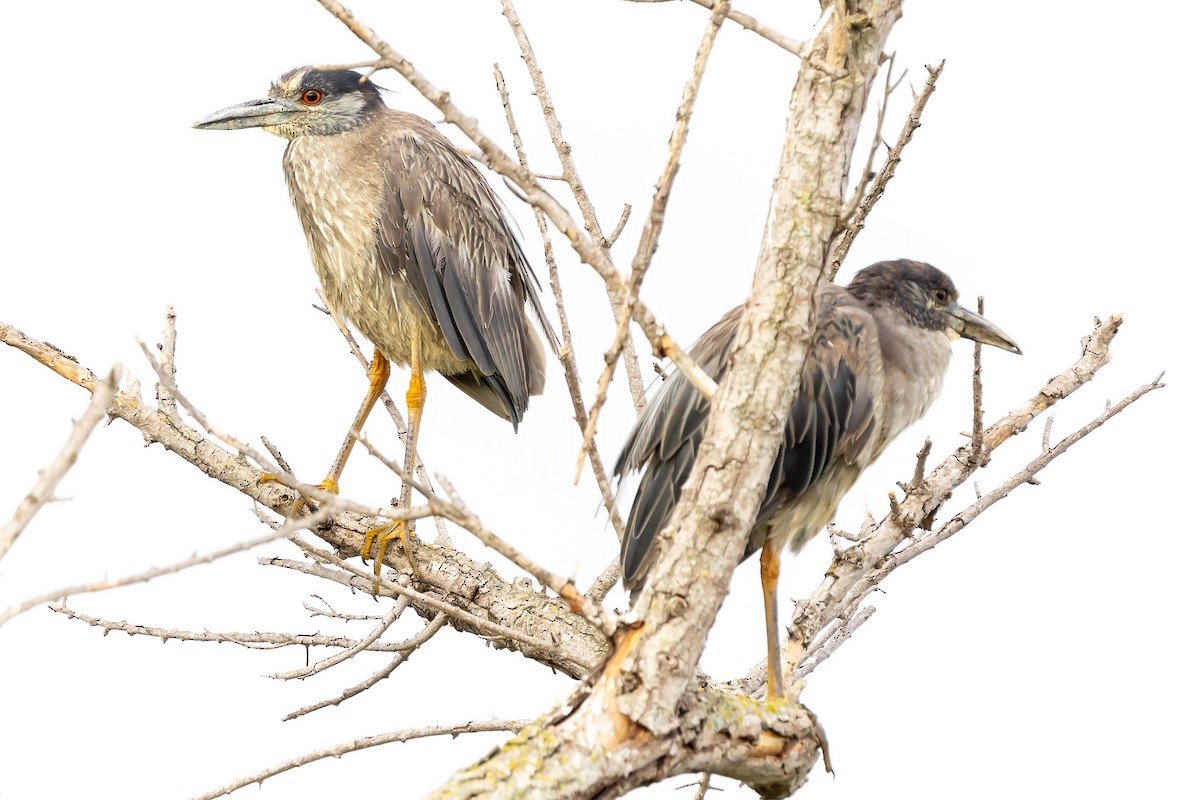 Yellow-crowned Night Heron - ML620672321