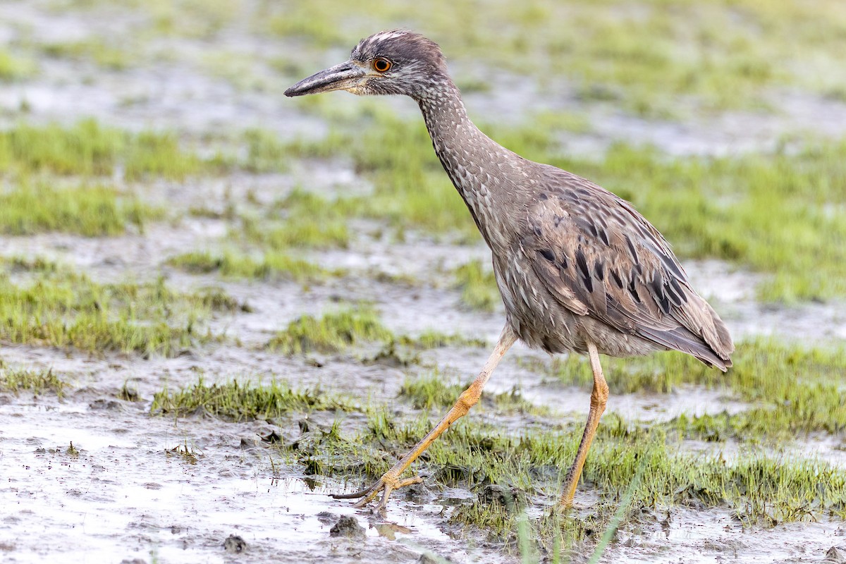 Yellow-crowned Night Heron - ML620672322