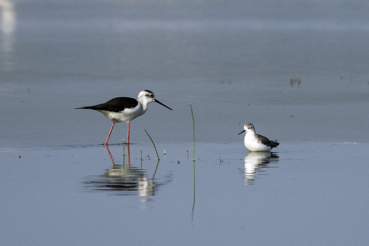 Marsh Sandpiper - ML620672324