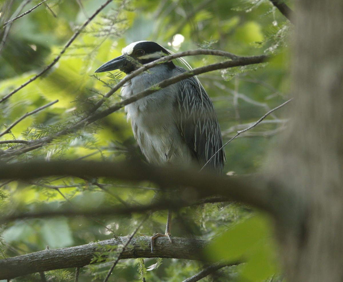 Yellow-crowned Night Heron - ML620672326