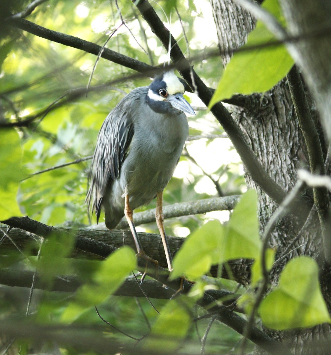 Yellow-crowned Night Heron - ML620672327