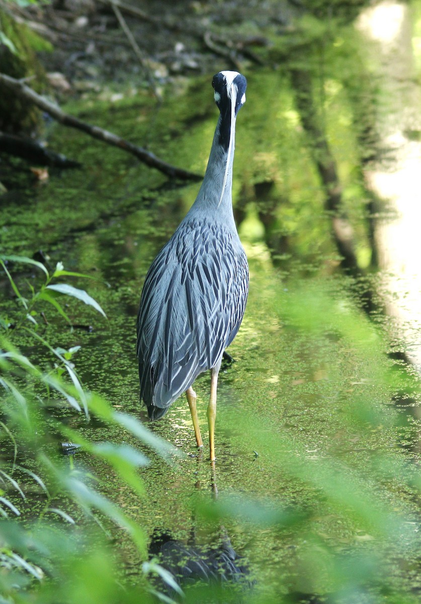 Yellow-crowned Night Heron - ML620672328