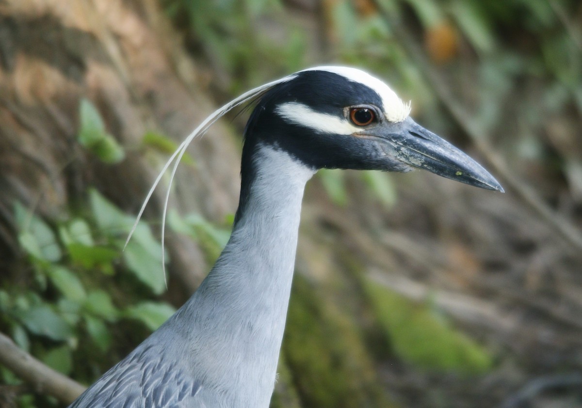 Yellow-crowned Night Heron - ML620672329