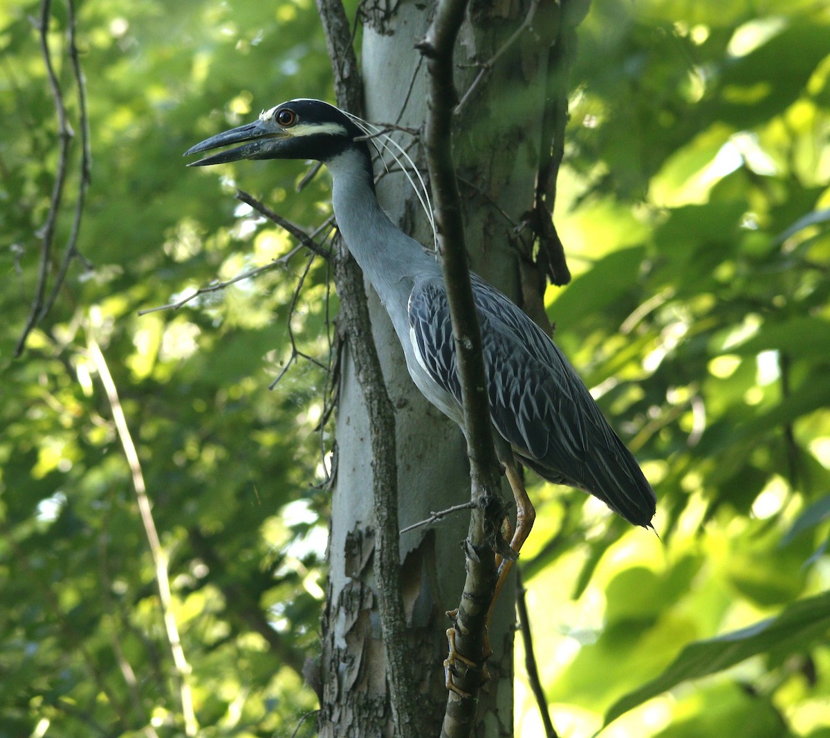 Yellow-crowned Night Heron - ML620672330