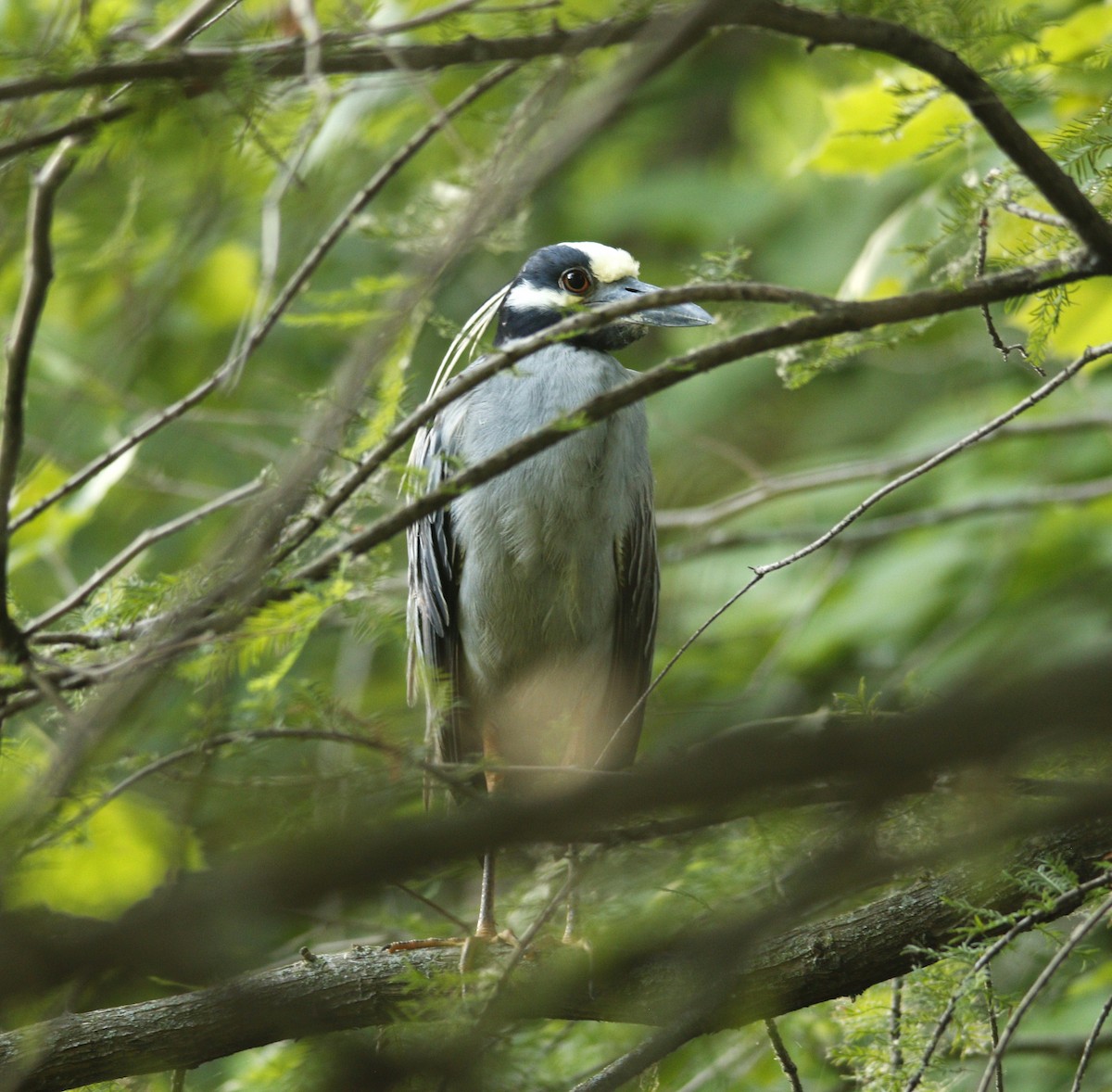 Yellow-crowned Night Heron - Becky Lutz