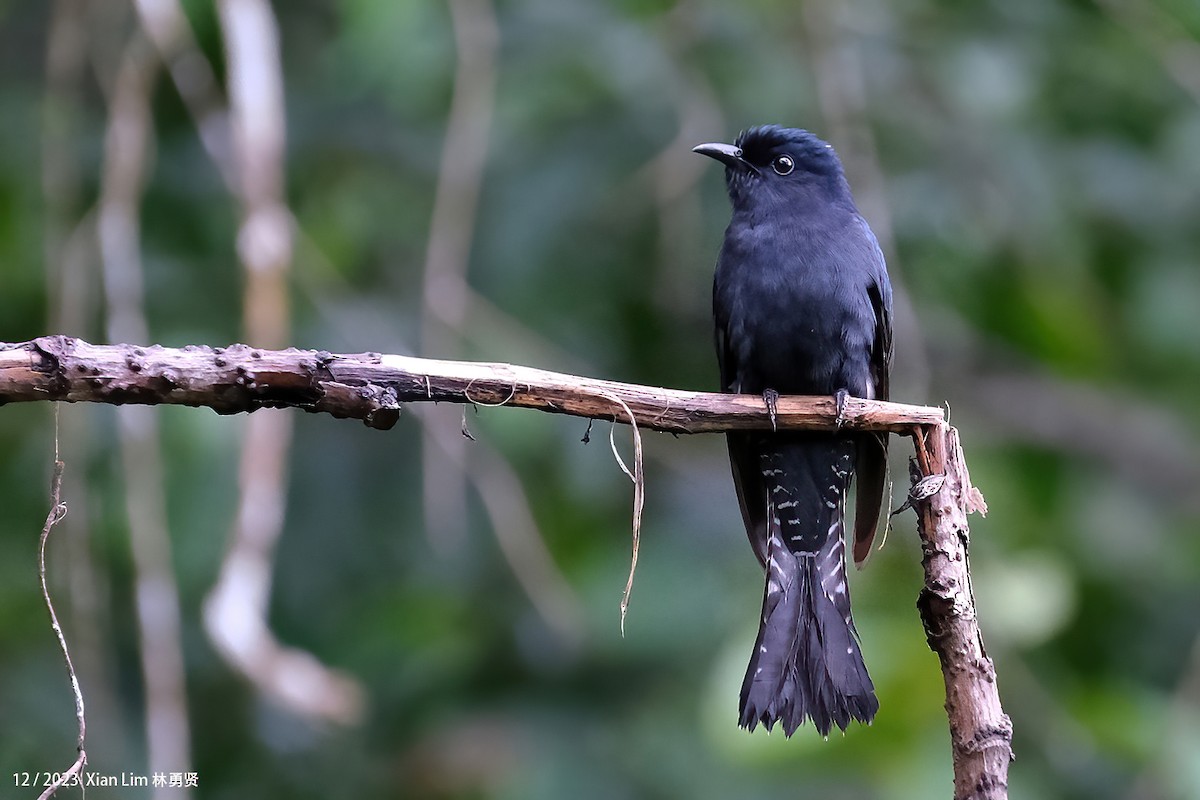 Square-tailed Drongo-Cuckoo - Lim Ying Hien