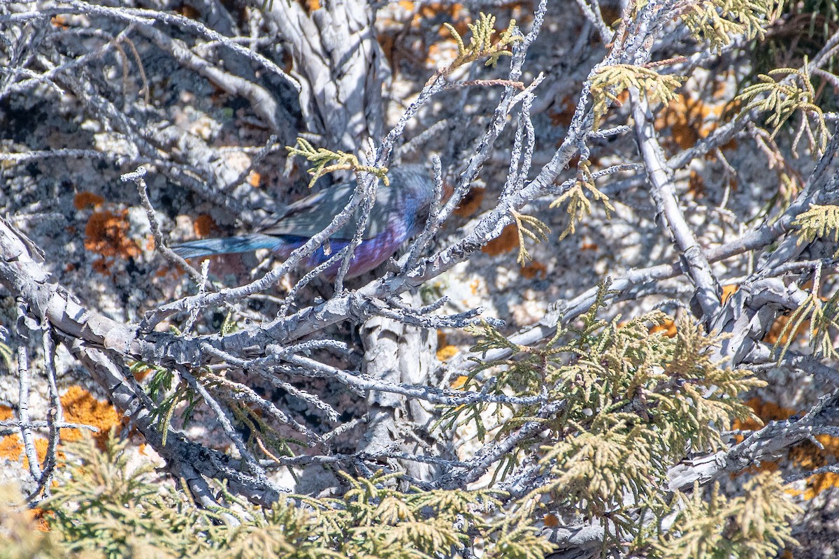 White-browed Tit-Warbler - ML620672340