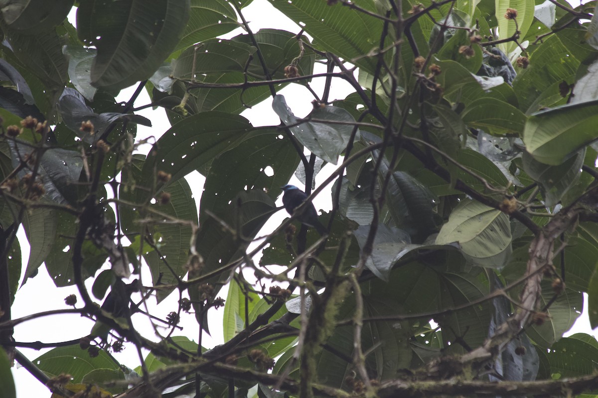 Blue-necked Tanager - ML620672348