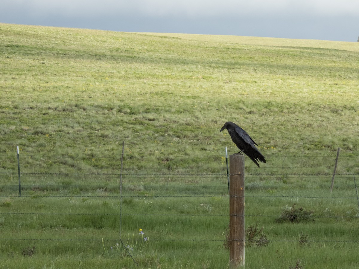 Common Raven - ML620672349