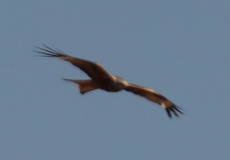 Red Kite - ML620672355