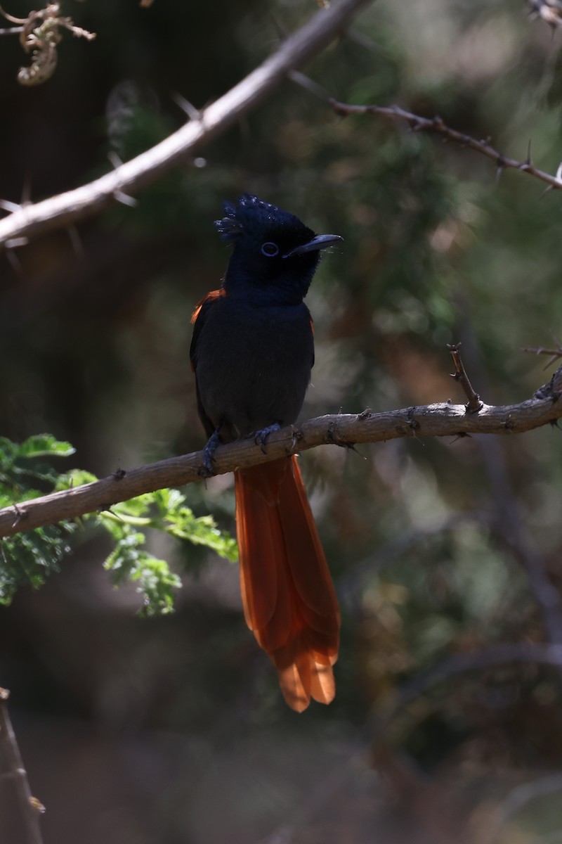 African Paradise-Flycatcher - ML620672358